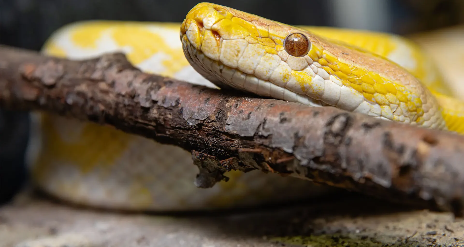 Exotische Haustiere werden für Tierschutzzentren in SH zum Problem