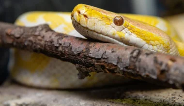 Exotische Haustiere werden für Tierschutzzentren in SH zum Problem