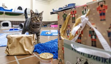 Tierheim Bochum öffnet Paket: „Der helle Wahnsinn“