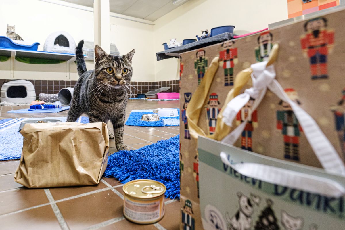 Tierheim Bochum öffnet Paket: „Der helle Wahnsinn“