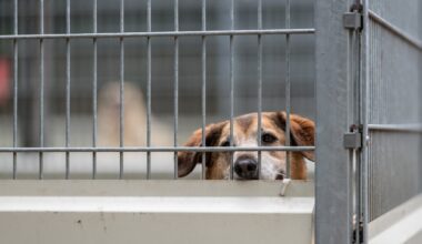 Ein Hund blickt hinter einem Zaun hervor.