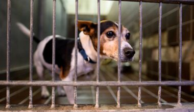 Ein Jack-Russell-Mix schaut neugierig aus seinem Hundezwinger.