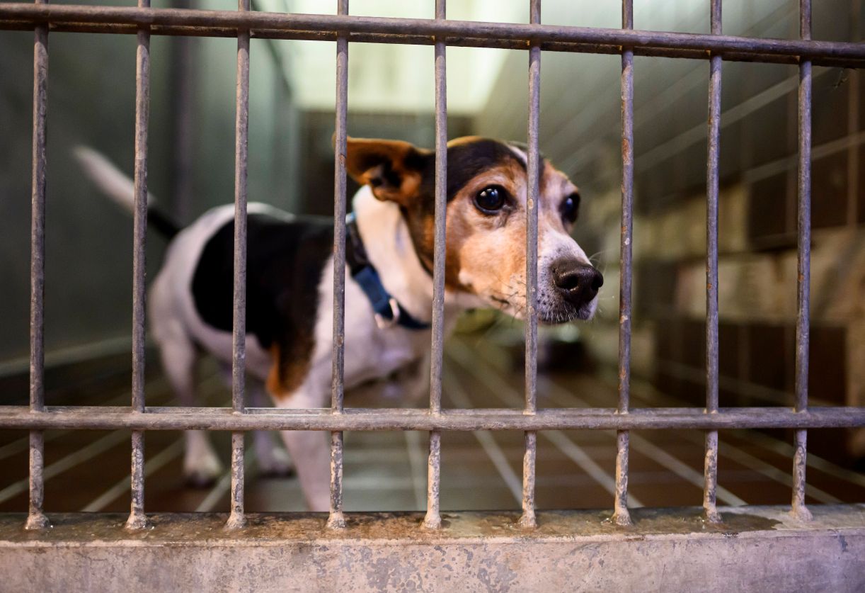 Ein Jack-Russell-Mix schaut neugierig aus seinem Hundezwinger.