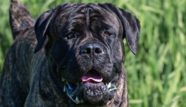 Ein Cane Corso steht vor einer Grasweide.