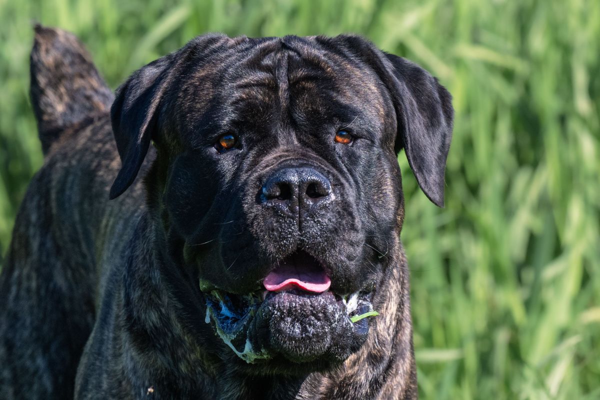 Ein Cane Corso steht vor einer Grasweide.
