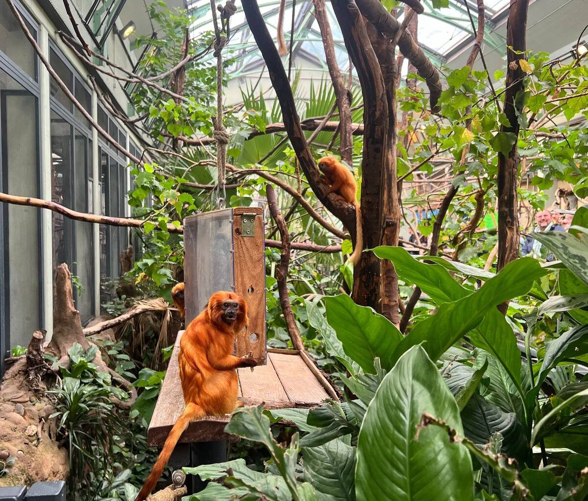 Kölner Zoo blickt auf 2025 zurück