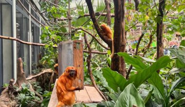 Kölner Zoo blickt auf 2025 zurück