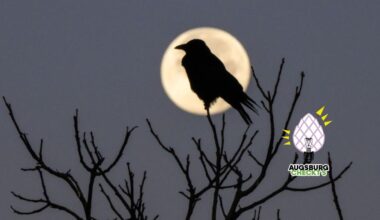 Werden Krähen als Kippen-Sammler eingesetzt?