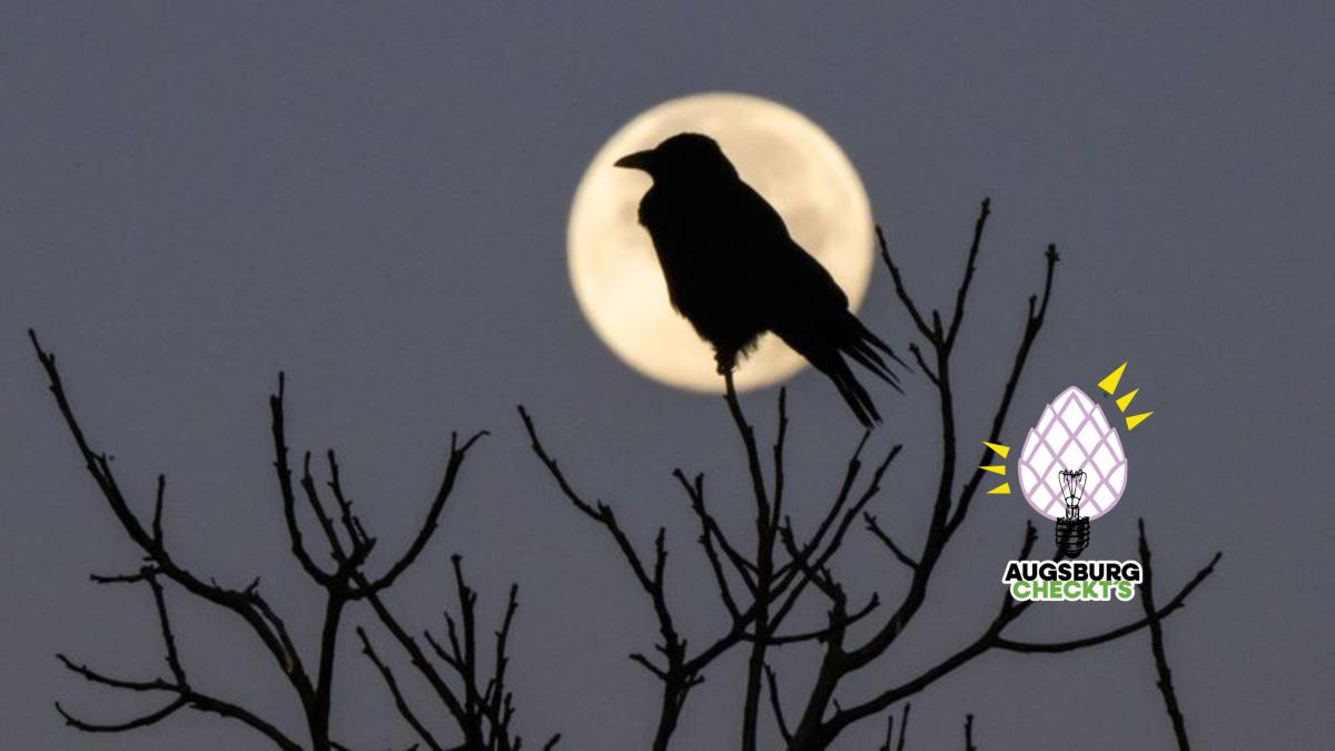 Werden Krähen als Kippen-Sammler eingesetzt?