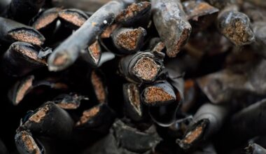 Kupferdiebe grillen Kabel in Wald in Bielefeld: Feuerwehreinsatz