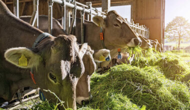 Landwirtschaft: Deutschland lässt viel EU-Geld liegen