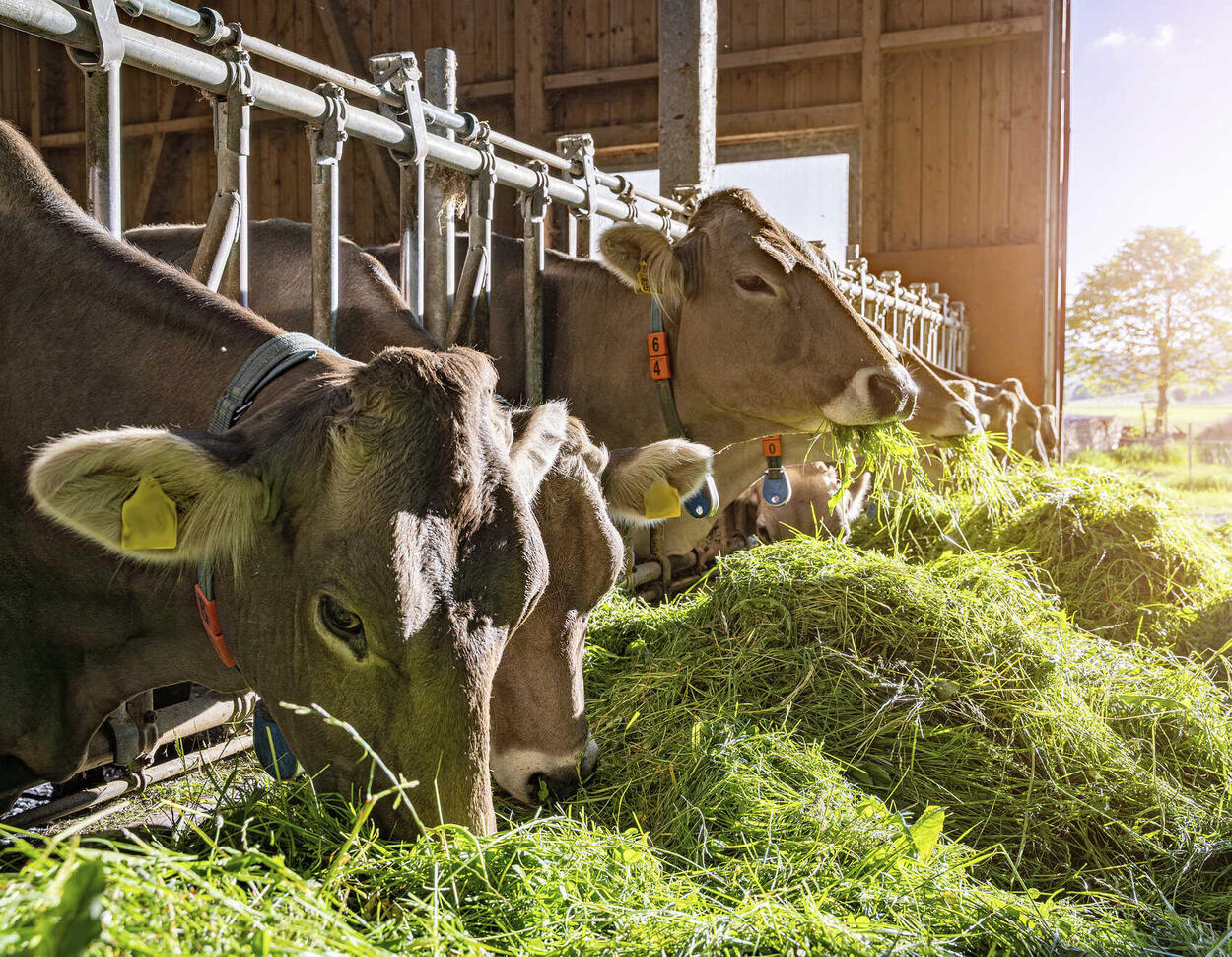 Landwirtschaft: Deutschland lässt viel EU-Geld liegen