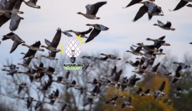 Vogelgrippe ist Hauptursache für Wildvogelsterben