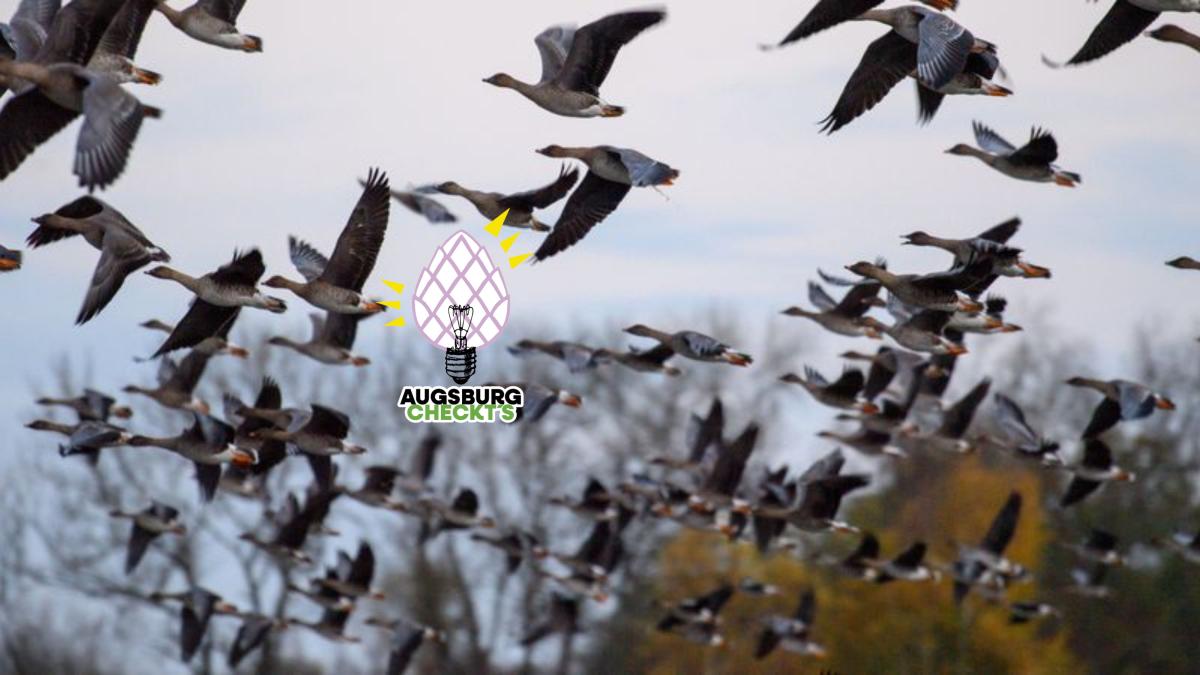 Vogelgrippe ist Hauptursache für Wildvogelsterben