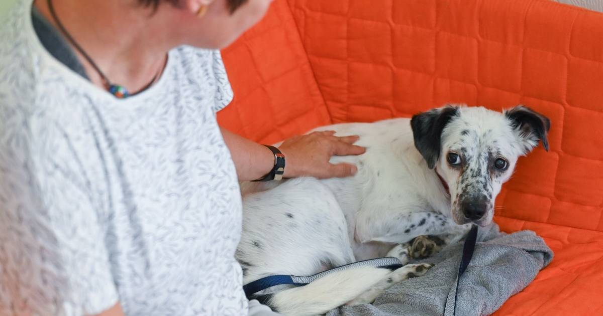 Tipps für ängstliche Hunde und Katzen vor Silvester