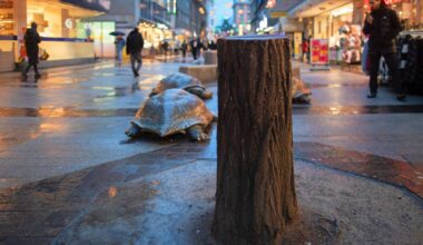 Wie die verlorenen Bäume auf dem Werth in Wuppertal ersetzt werden sollen
