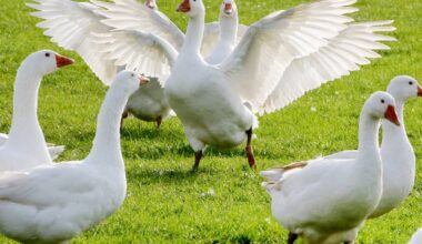 Neuer Fall von Geflügelpest im Kreis Viersen