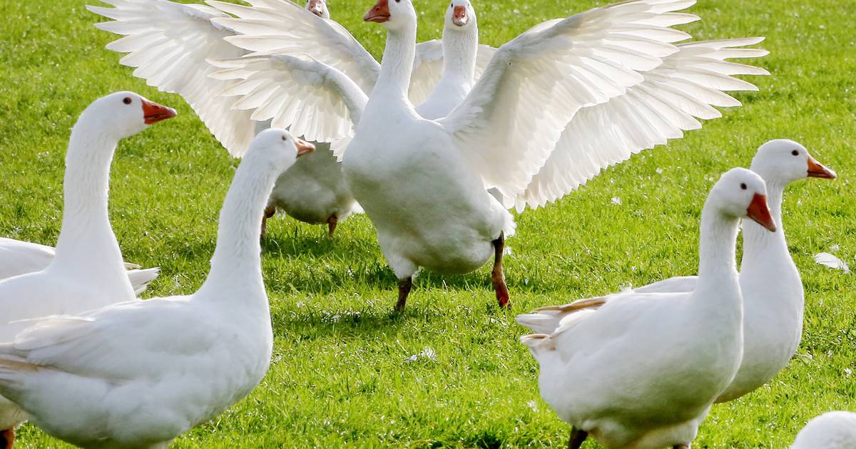 Neuer Fall von Geflügelpest im Kreis Viersen