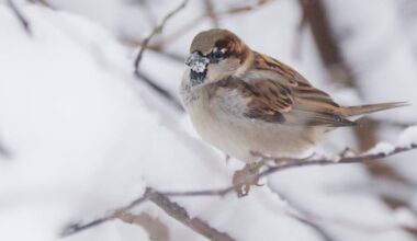 Bei Stunde der Wintervögel mitzählen