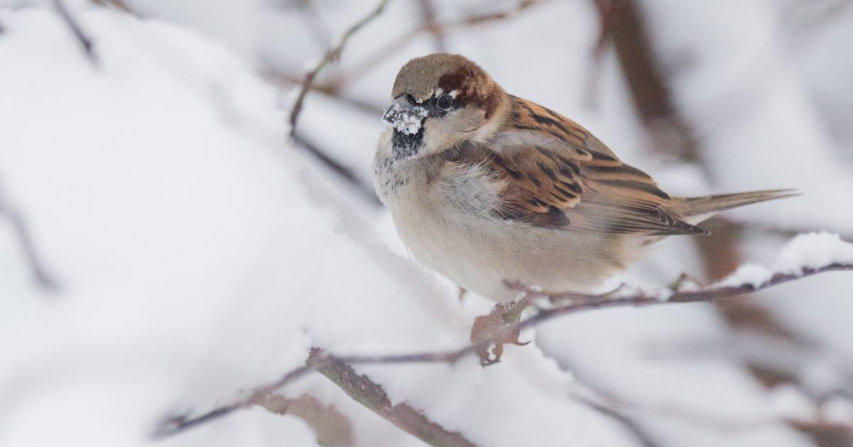 Bei Stunde der Wintervögel mitzählen