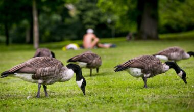 Vogelgrippe bei toter Wildgans in Düsseldorf nachgewiesen