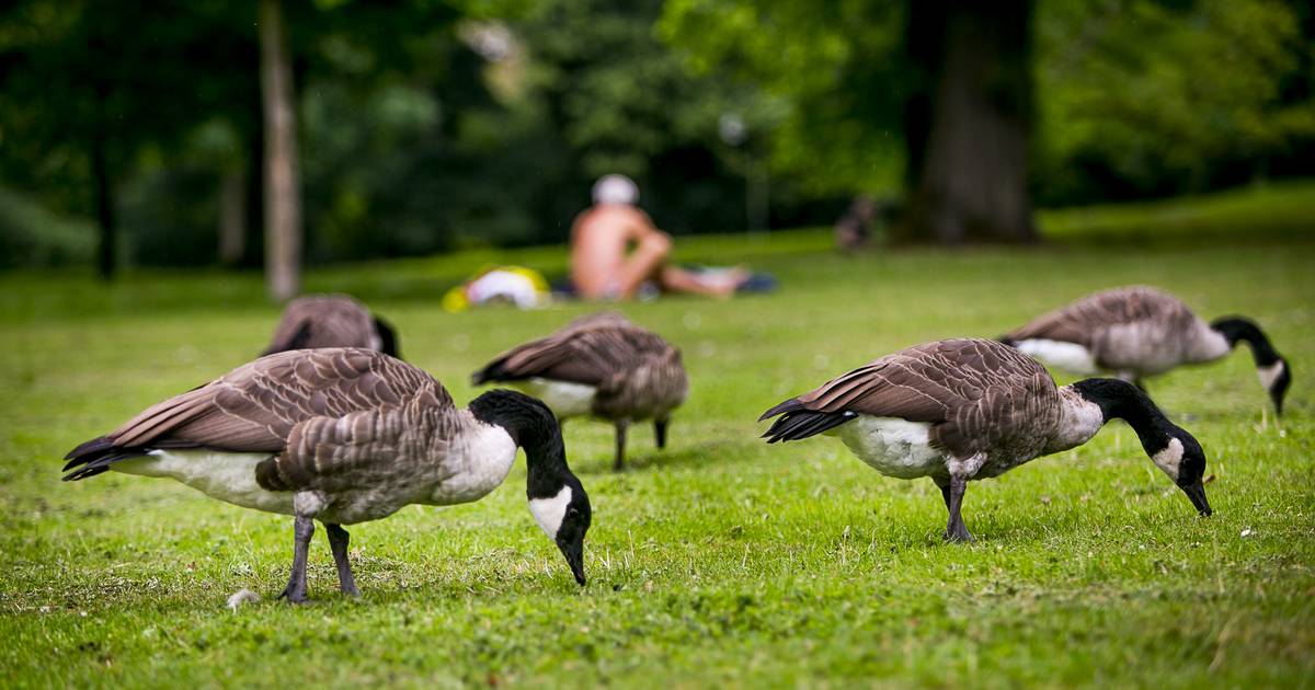 Vogelgrippe bei toter Wildgans in Düsseldorf nachgewiesen