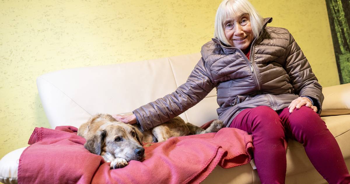 Auch an Weihnachten wird im Tierheim gekuschelt