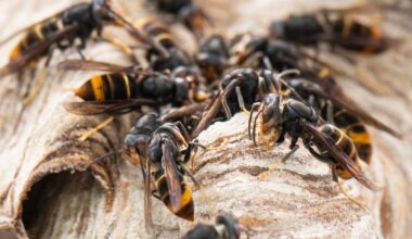 Viel mehr Meldungen zur Asiatischen Hornisse 2025