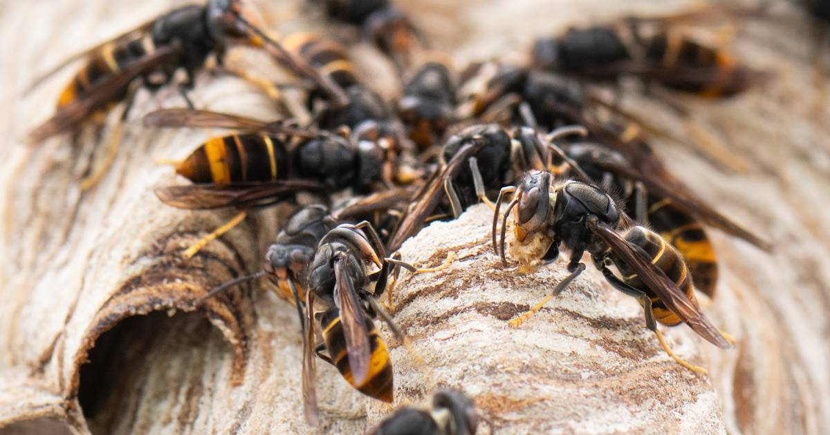 Viel mehr Meldungen zur Asiatischen Hornisse 2025