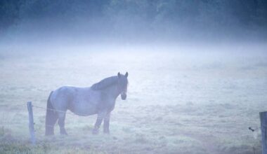 Erschossenes Pferd in Neuss: Rhein-Kreis zeigt Jäger an