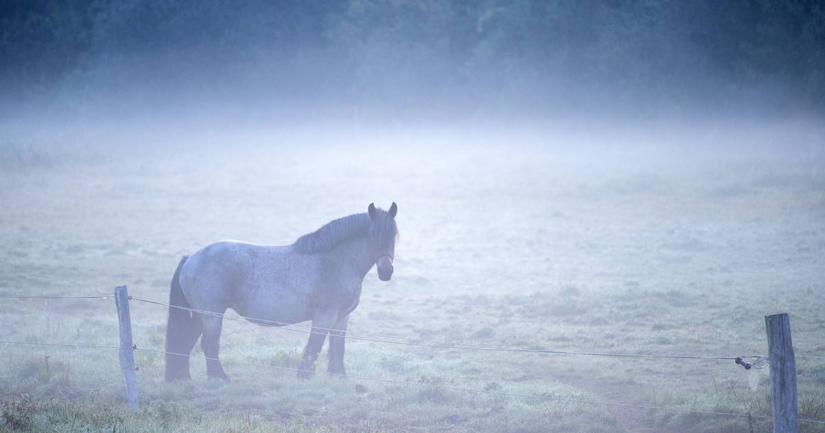 Erschossenes Pferd in Neuss: Rhein-Kreis zeigt Jäger an