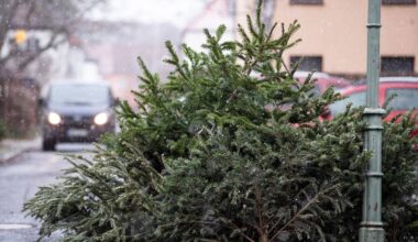 An diesen Tagen werden die Weihnachtsbäume abgeholt