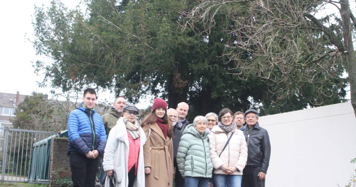 Viersen Anwohner kämpfen um Eiben