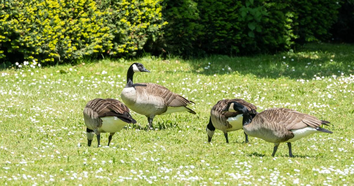 Nachweis der Vogelgrippe in Mönchengladbach 2025