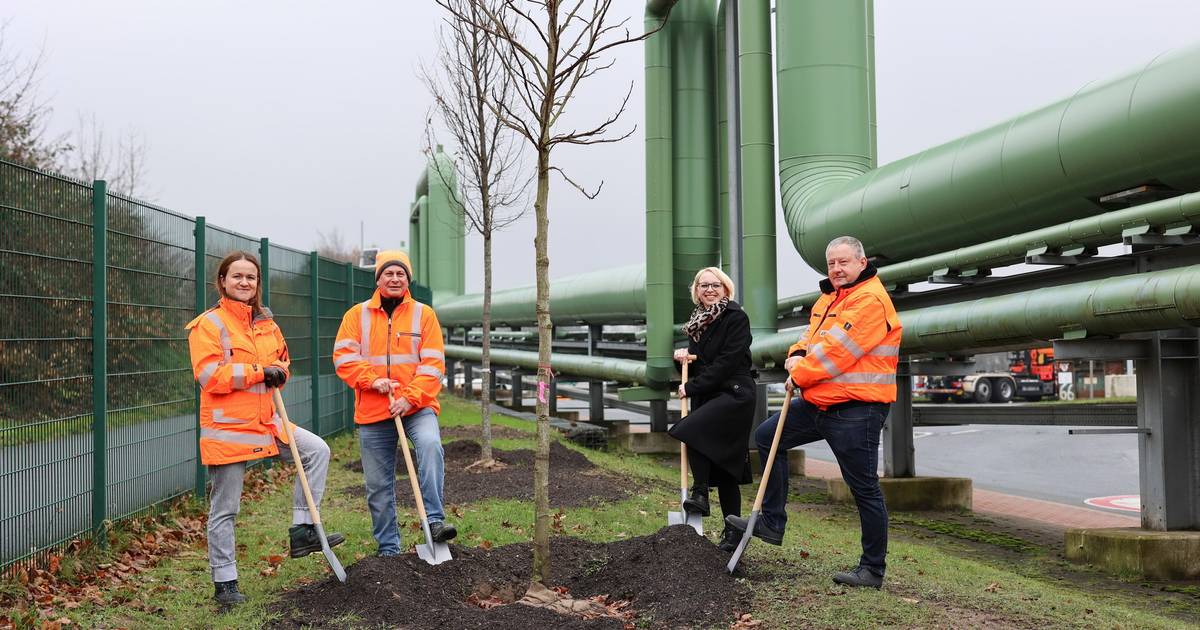 Wuppertaler AWG pflanzt auf Korzert 25 junge Bäume