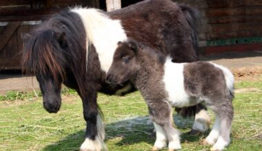 Ausgebüxte Pferde bremsen Verkehr aus