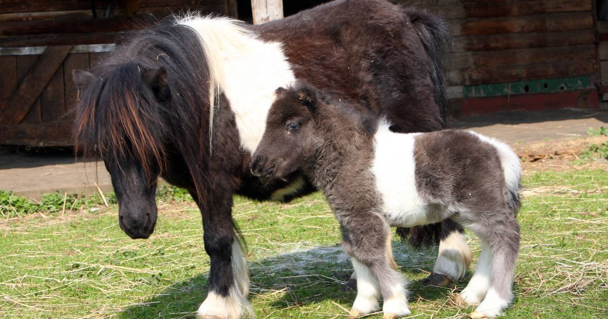 Ausgebüxte Pferde bremsen Verkehr aus