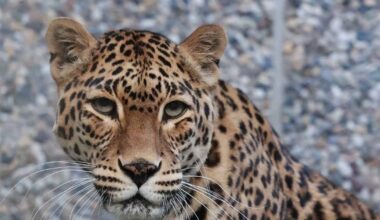 Trauer um Leopardin Khan Chi und Oman-Falbkatze Bahla