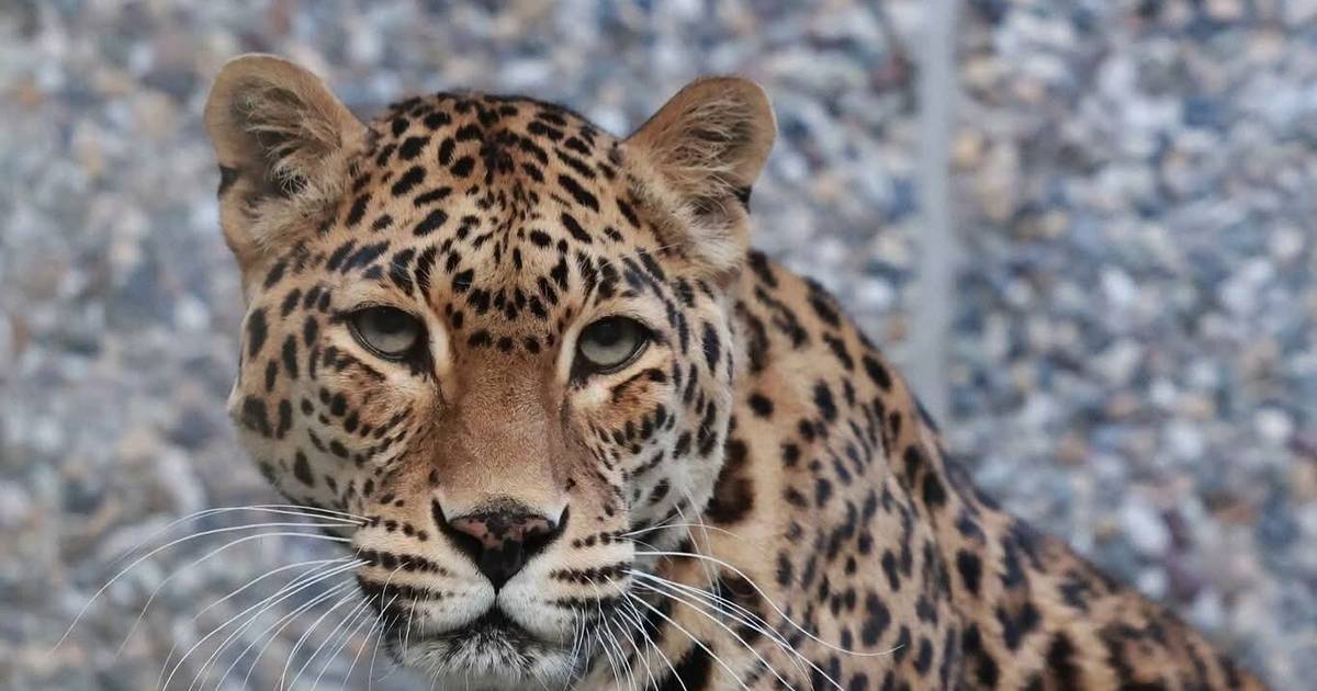 Trauer um Leopardin Khan Chi und Oman-Falbkatze Bahla