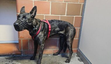 Tierheim startet Aufruf zu abgemagertem Hund