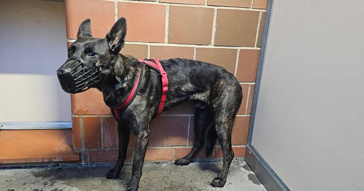 Tierheim startet Aufruf zu abgemagertem Hund