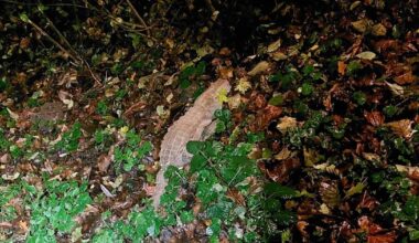 Steckt ein Krokodil im Wülfrather Unterholz?