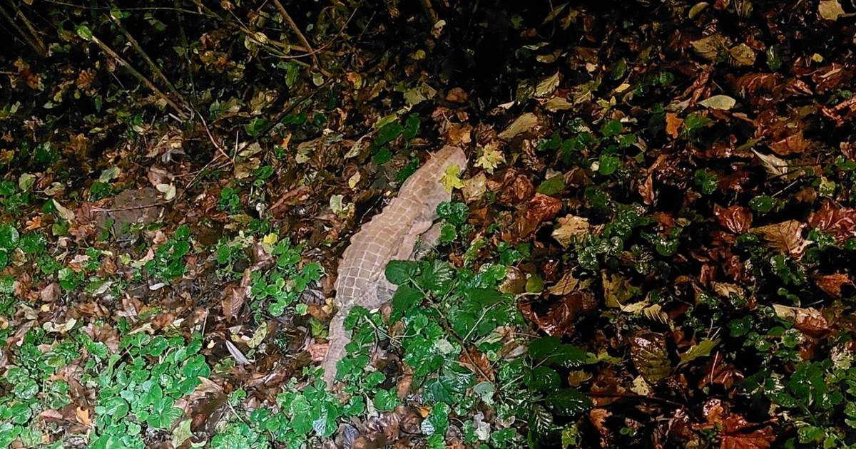 Steckt ein Krokodil im Wülfrather Unterholz?
