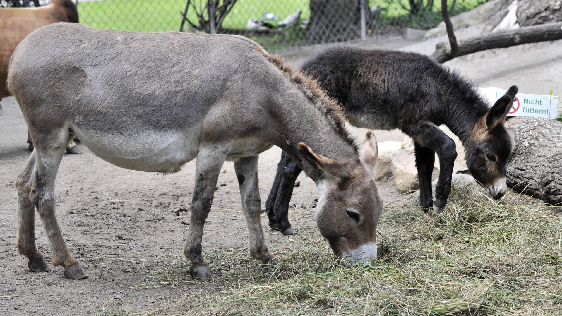 Waldesel im Tierpark (Symbolbild): Im Landpark Lauenbrück können Besucher auf auf einem Esel reiten.