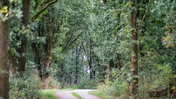 Durch eine Baumlandschaft in Niedersachsen führt ein schmaler Schotterweg.