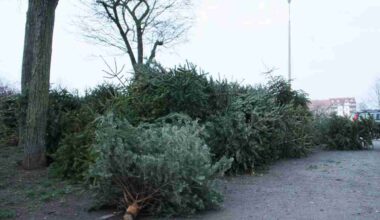 Das übliche Ende der Weihnachtsbäume ... Foto: Ralf Julke