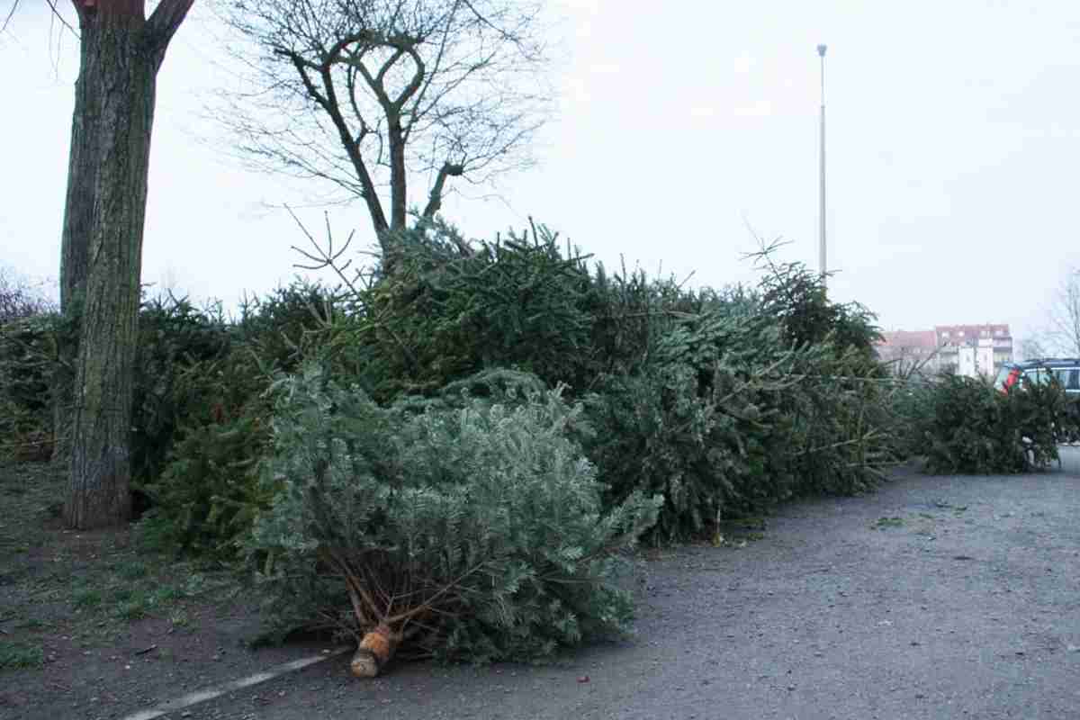 Das übliche Ende der Weihnachtsbäume ... Foto: Ralf Julke