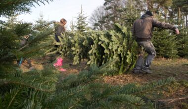 Hier können Sie im Bremer Umland Ihren eigenen Tannenbaum schlagen