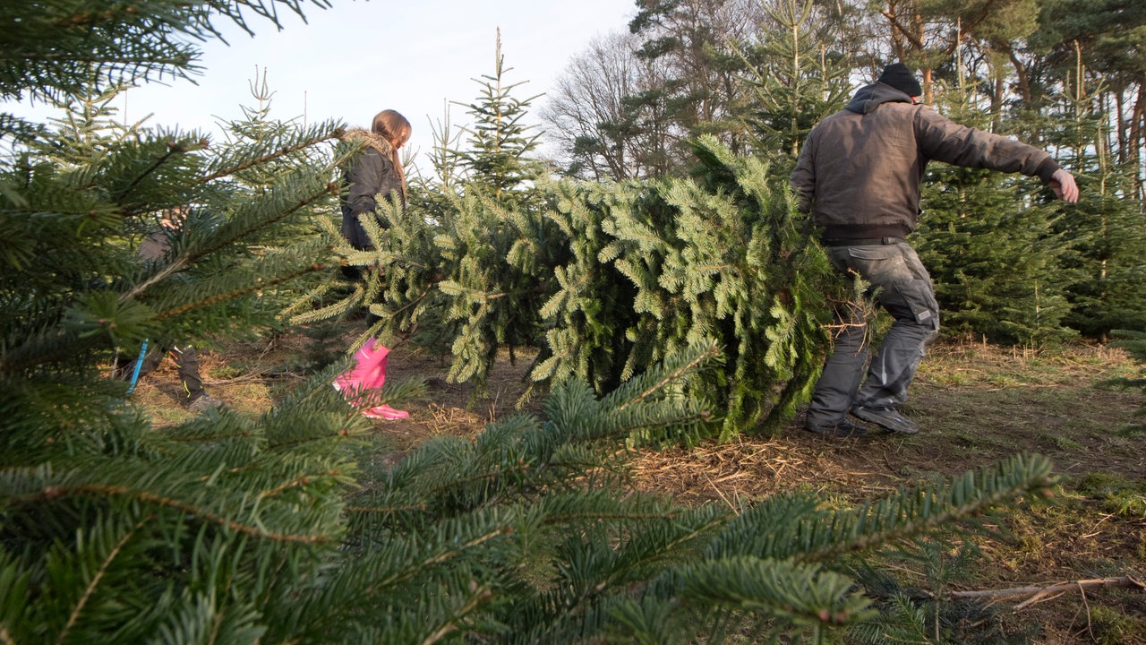 Hier können Sie im Bremer Umland Ihren eigenen Tannenbaum schlagen
