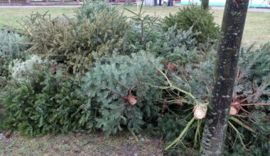 Aus der Baum: Weihnachtsbaumentsorgung startet am 12. Januar 2026 - HalleSpektrum.de